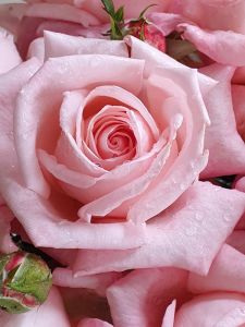 Aotearoa Potted Rose