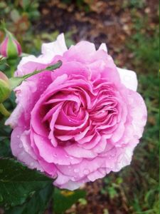 Belle Parfume Winter Rose