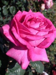 Chartreuse De Parme Winter Rose