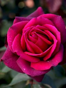 Dark Desire Potted Rose