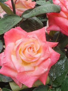 Diana Princess of Wales Potted Rose