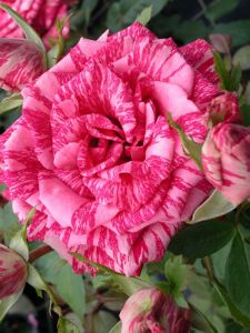 Pink Intuition Winter Rose
