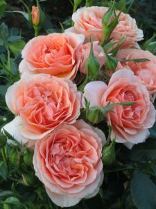 Sweet Cailin Winter Rose