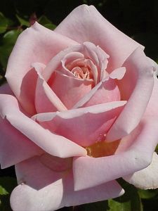 The Childrens' Rose Winter Rose