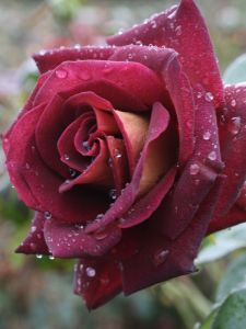 The RSL Winter Rose