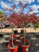 Acer palmatum Atropurpureum - Japanese Purple Maple