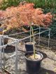 Acer 'Bronze Wing' - Japaneses Maple