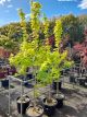 Acer campestre aureum - Golden Field Maple