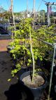 Acer palmatum Nishiki Fountain - Short Standard Weeping Maple