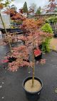 Shirazz Variegated Japanese Maple - Acer palmatum