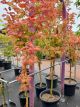 Acer japonica Vitifolium - Japanese Maple