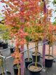 Vitifolium Japanese Maple - Acer japonicum