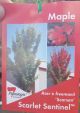 Scarlet Sentinel Maple - Acer x freemanii