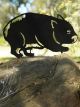 Wombat, Animalia
