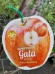 Apple 'Gala' Super Dwarf - Malus domestica 