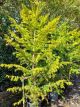 Araucaria bidwilli - Bunya Pine