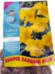 Bulbs - Daffodil King Alfred Bumper Pack