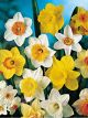 Bulbs - Daffodil Mixed Selection Bumper Pack
