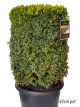 Buxus sempervirens - Topiary Column