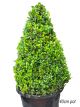 Buxus sempervirens - Topiary Cone