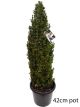 Buxus sempervirens - Topiary Spire