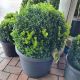 Buxus sempervirens - Topiary Ball