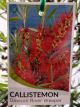 Callistemon Dawson River Weeper - Bottlebrush