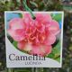 Camellia 'Lucinda' sasanqua