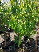 Prunus avium - Cherry 'Stella'