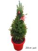Picea glauca - Christmas Star