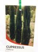 Italian Pencil Pine - Cupressus sempervirens 'Glauca'