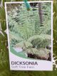 Dicksonia antarctica - Soft Tree Fern (Large)