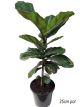 Ficus lyrata - Fiddle Leaf Fig