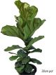Ficus lyrata - Fiddle Leaf Fig