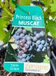 Vitis vinifera - Black Muscat Fruiting / Table Grape