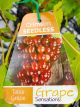 Vitis vinifera - Crimson Seedless Fruiting / Table Grape