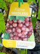 Vitis vinifera - Flame Seedless Fruiting / Table Grape