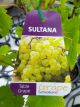 Vitis vinifera - Sultana Seedless Fruiting / Table Grape