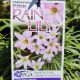 Pink Rain Lily - Habranthus robustus