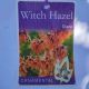 Witch Hazel 'Diane' - Hamamelis x intermedia