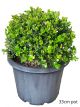 Buxus japonica - Topiary Ball