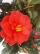 Camellia 'Ace of Hearts' japonica