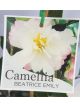 Camellia 'Beatrice Emily' sasanqua 