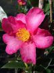 Camellia 'Hiryu' sasanqua
