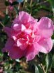 Camellia 'Jennifer Susan' sasanqua
