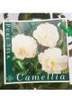 Camellia 'Pure Silk' sasanqua