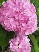 Hydrangea Endless Summer - Pink