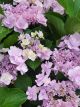 Hydrangea Forever - Pink