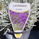 Lavender 'Grosso'