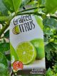 Citrus - Lime Tahitian
